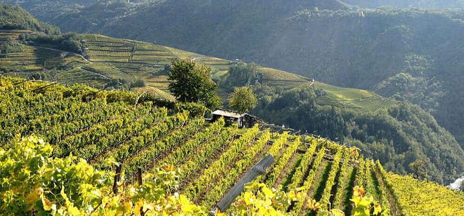 Wein-Italien-Trentino-Weinberge im Cembratal vor Bergkulisse