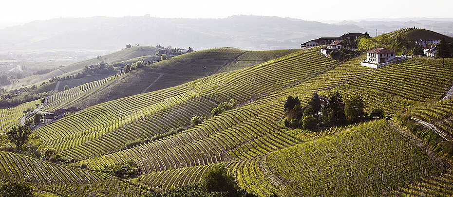 Piemont-Italien-Weinberge in Hügellage des Ortes Barbaresco WEIN Italien