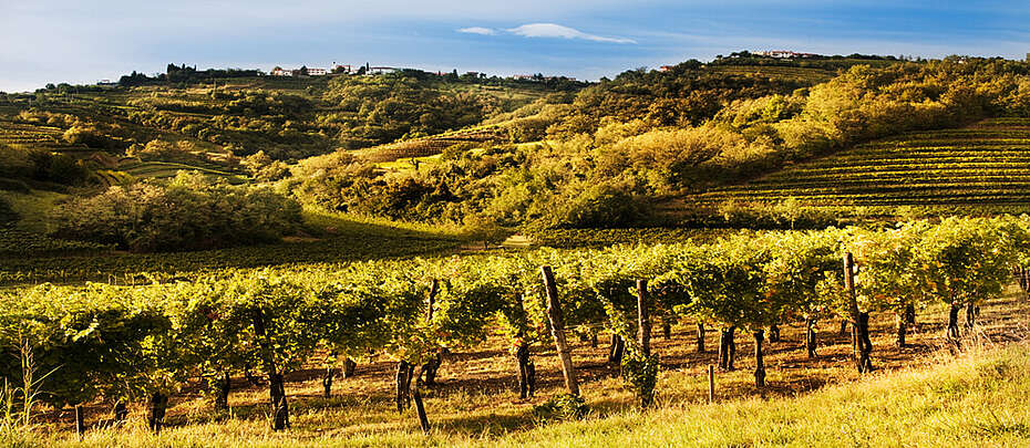 Weinlandschaft in der Nähe von Gorizia im Collio-Gebiet in Italien, im Friaul, nahe der slowenischen Grenz