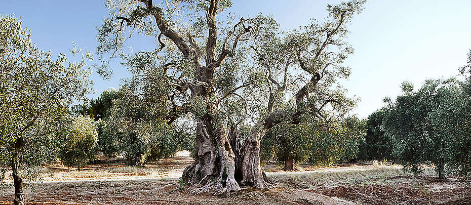 Olivenbaum, Apulien, Salento, sehr alt